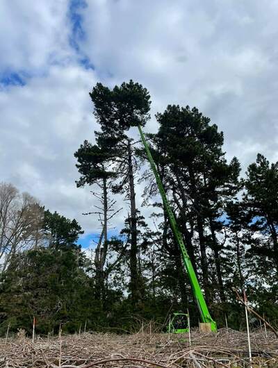 Controlled Tree Removal