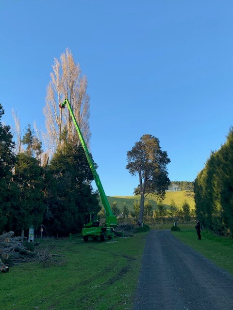 premium controlled tree removal