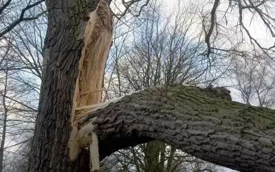 How To Know When To Remove A Tree