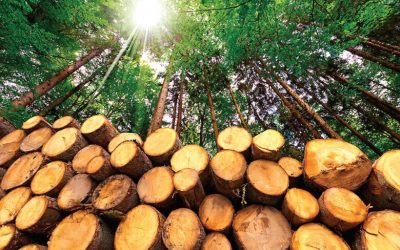 The Dangers of DIY Tree Removal