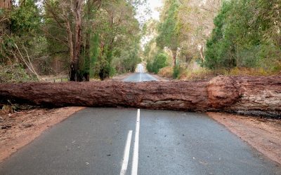Who is Responsible for Fallen Trees?