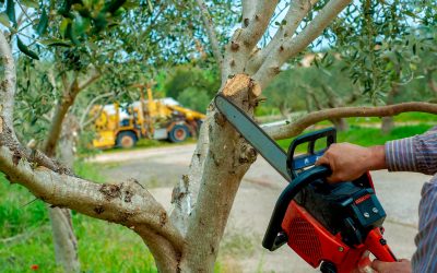 Top 5 Signs Your Trees Need Professional Care