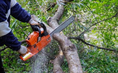 Understanding the Cost of Tree Removal: A Comprehensive Guide