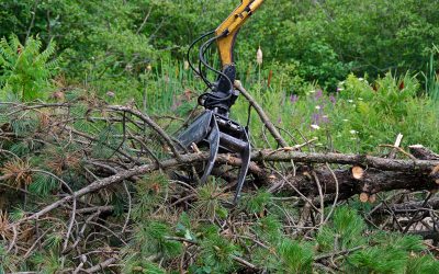 When Is The Best Time to Remove a Shelter Belt