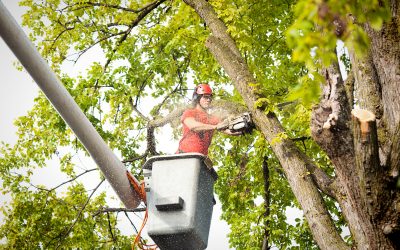When is Total Tree Removal Necessary?