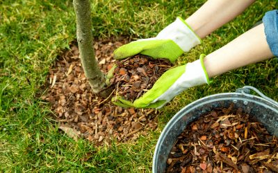 Mulching for Tree Health
