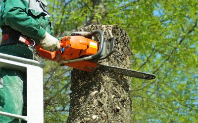 Recognising Signs of Tree Stress