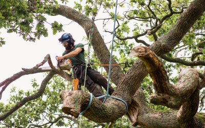 Tree Removal Tauranga: Why Controlled Tree Work Matters for Safety and Property Protection