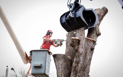 Can Tree Removal Be Covered By My Insurance?
