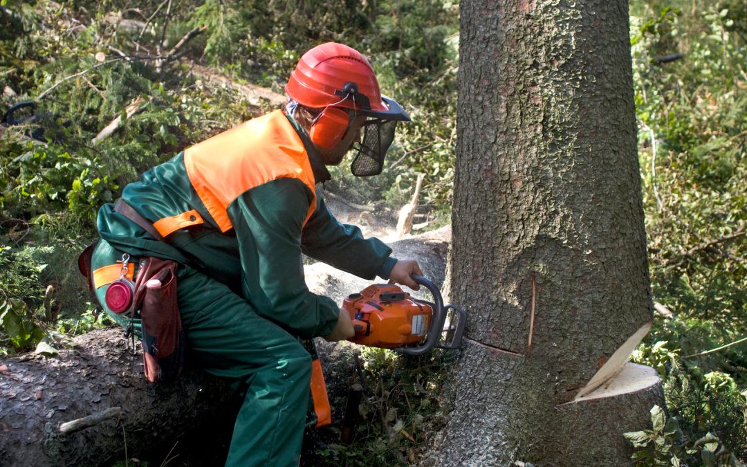 Why Expert Tree Removal in Bay of Plenty Keeps Your Property Safe