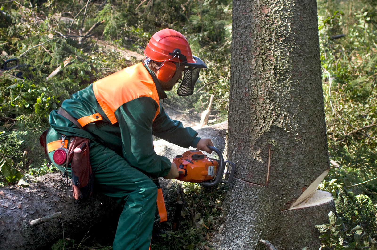 Tree Removal Bay of Plenty – Reliable & Safe Tree Services NZ