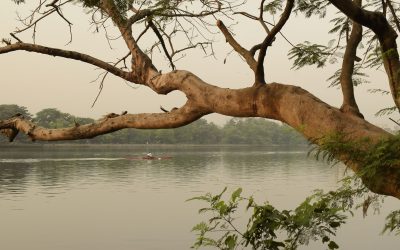 Overhanging Trees: Understanding Neighbourly Responsibilities in NZ