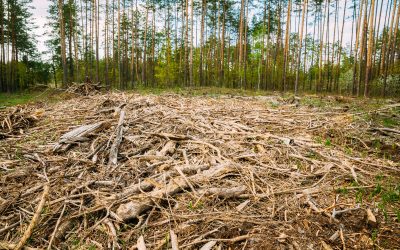 The Impact of Tree Chipping on the Environment