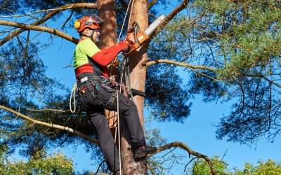 How an Arborist Can Help With Regular Tree Maintenance