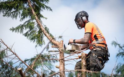 Essential Steps to Prepare for Tree Removal in Palmerston North: A Homeowner’s Guide