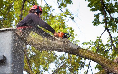 Tree Chipping Services in Tauranga
