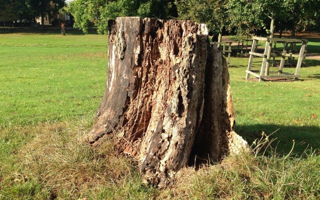 Large decayed tree base in a grassy park area, highlighting the need for professional stump removal to clear space and maintain safe outdoor surroundings.